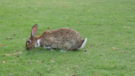 Rabbit-lazy-moving-in-the-field-4K