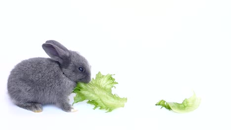 Baby-Rabbit-comiendo-vegetales