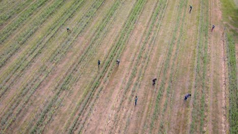 italian-workers-are-caring-about-plants-on-agricultural-field-in-summer-day,-aerial-view-from-high