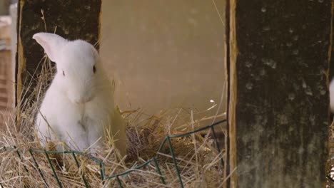 Un-conejo-comiendo-hierba-verde-en-el-prado-y-mira-alrededor-de-la-naturaleza-que-lo-rodea.