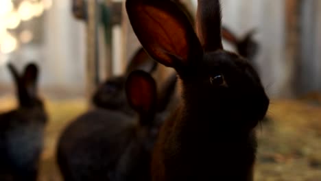 Schwarze-Kaninchen-aus-nächster-Nähe-in-der-Scheune.-Zucht-kaninchen-in-Gefangenschaft,-Kaninchenfarm,-Landwirtschaft