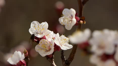 Spring-flowers.-Beautiful-Spring-cherry-tree-blossom,-extreme-close-up.-Easter-fresh-pink-blossoming-cherry-closeup.