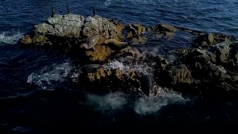 Frightened-seals-slide-into-the-sea-with-a-stone.-Shooting-in-Slow-Motion-mode.