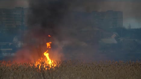 Schreckliche-Ansicht-von-brennenden-Bulrush-Katzenschwänzen-und-Sedge-Blätter-nicht-weit-auf-dem-Dnipro-Kai-in-der-Nacht.-Gebäude-sind-weit-weg-zu-sehen.