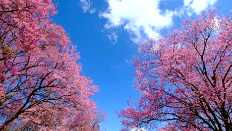 cerezo-rosa-en-flor