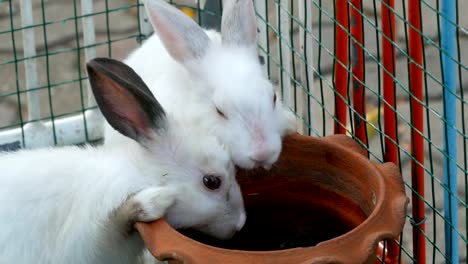 Two-cute-white-rabbits-drink-water-from-brown-clay-pot-in-a-cage