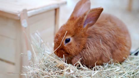 Easter-bunnies-play,-eat-and-rest-in-the-paddock.