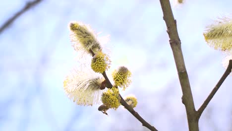 fleißige-Bienen-sammeln-Nektar-für-Honig-aus-Weide-Kätzchen-in-Zeitlupe