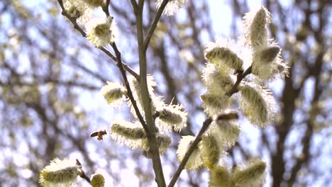 fleißige-Bienen-sammeln-Nektar-für-Honig-aus-Weide-Kätzchen-in-Zeitlupe