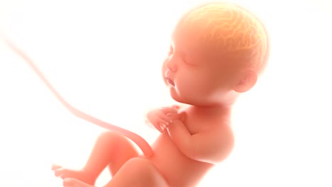 Babys-Gehirn-und-Nervensystem,-3d-Rendering-Fötus-mit-Gehirn-Röntgen-im-Inneren-mindestens-5-Monate,-4k.-(4096-*-2160)