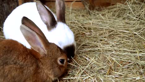 Kaninchen.-Kaninchen-ist-schlafen