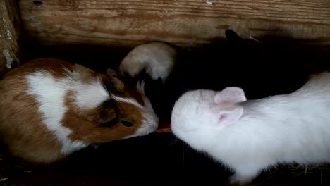 Rabbits-and-guinea-pigs-eat