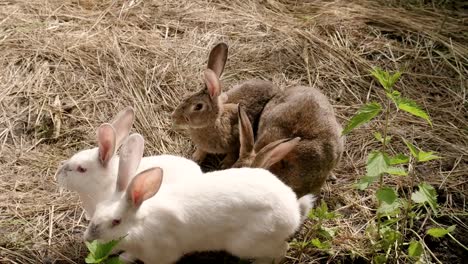 Ein-Großteil-der-wilden-Hasen-Essen-grass