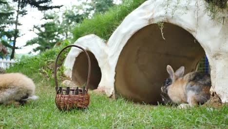 Shot-of-a-rabbit-in-farm