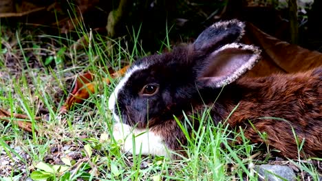 Lindo-conejo-marrón-enfermo,-oído-enfermo-tumbarse-sobre-la-hierba-en-el-bosque-de-Tailandia,-UHD-4K-video