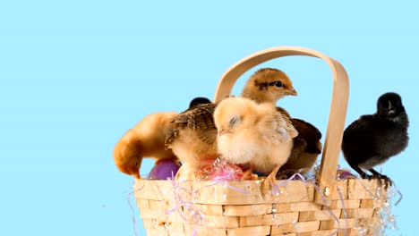 An-Easter-basket-overflows-with-chicks-and-eggs-with-green-screen