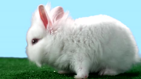 Adorable-bunny-grooms-itself