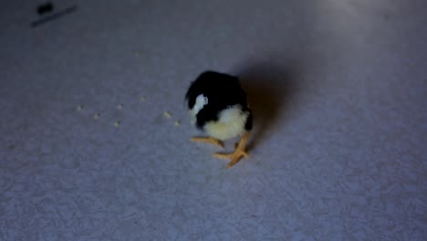 un-pequeño-pollo-recién-nacido-camina-sobre-una-mesa-de-madera-y-picotean-grano.