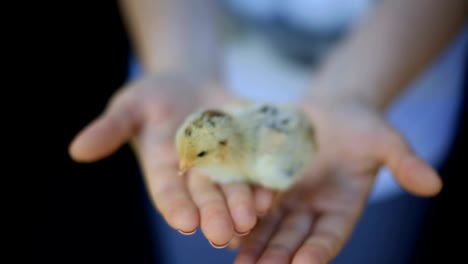 little-chickens-just-hatched-from-an-egg-on-a-woman's-palm.