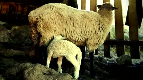 Sheep-with-lamb-3