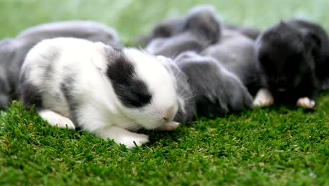 Elf-Tage-schöne-Babykaninchen-auf-grüner-Wiese