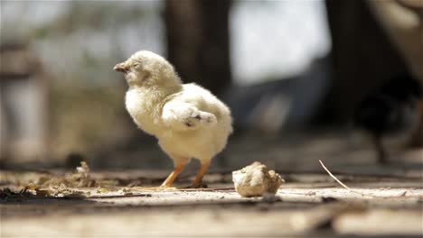 Baby-gelb-Küken-läuft-weg.