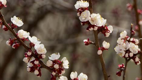 Spring-flowers.-Beautiful-Spring-cherry-tree-blossom,-extreme-close-up.-Easter-fresh-pink-blossoming-cherry-closeup.