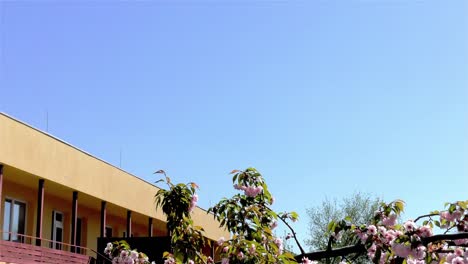 El-árbol-de-Pascua-en-el-jardín---Edificio-Público-Moderno-Kindergarten---Preescolar