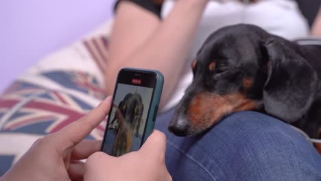 Hombre-usando-el-teléfono-inteligente-toma-video-o-hace-retrato-de-lindo-dachshund-soñoliente-acostado-en-el-regazo-de-los-propietarios,-de-cerca.-La-superestrella-del-perro-posa-en-la-cámara-para-crear-contenido-para-el-blog-de-mascotas