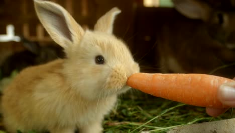 CLOSE-UP:-Adorable-flauschige-kleine-leichte-braune-Hase-essen-große-frische-Karotte