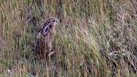 Wild-brown-hare-eating-grass-in-field