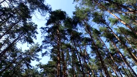 Bewegung-durch-Kiefernwald-Bäume