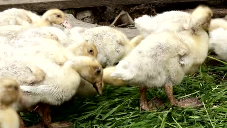 Kleine-Enten-Essen-Grass.