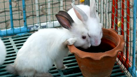 Zwei-süße-weiße-Kaninchen-trinken-Wasser-aus-braunen-Tonkrug-in-einem-Käfig