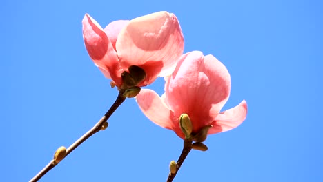 Pink-magnolia-flowers-blossoms