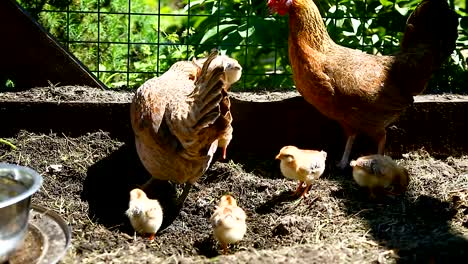 junges-Huhn-zu-Fuß-mit-ihrem-kleinen-Hühner