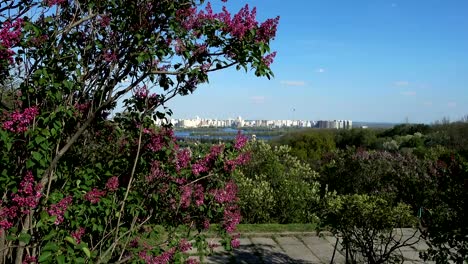 Botanischer-Garten-in-Kiew.-Lila-Büschen