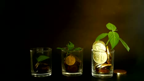 Golden-coins-in-glass-and-green-leaf-of-sprout-on-black-background.-Success-of-finance-business,-investment,-ideas.