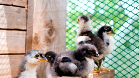 Huhn-sitzt-in-einem-Käfig-auf-der-Farm-Nahaufnahme.-Haushalt