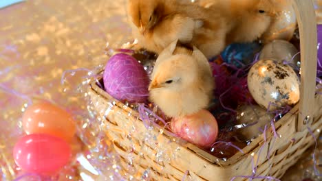 Cute-chicks-sit-in-an-Easter-basket-with-eggs.-Medium-shot