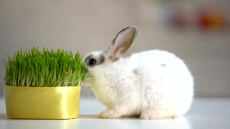 Hungry-pet-rabbit-eating-grass-plant,-nutrition-supplement,-wildlife-nature