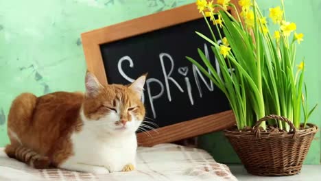 Ð¡ute-red-white-cat-resting-near-calligraphic-inscription-hand-lettering-letters-spring-on-black-chalkboard-standing-on-green-concrete-surface-with-yellow-blossom-narcissus-in-wicker-basket.