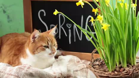 Ð¡ute-red-white-cat-resting-near-calligraphic-inscription-hand-lettering-letters-spring-on-black-chalkboard-standing-on-green-concrete-surface-with-yellow-blossom-narcissus-in-wicker-basket.