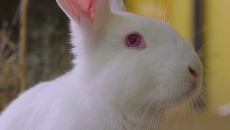 Un-conejo-comiendo-hierba-verde-en-el-Prado-y-mira-alrededor-de-la-naturaleza-que-lo-rodea.