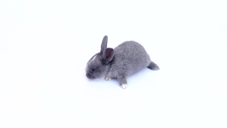 Encantador-veinte-días-conejo-sobre-fondo-blanco