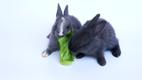 Lovely-twenty-days-rabbits-eating-vegetable-on-white-background