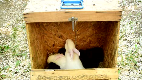 Weiße-und-schwarze-Kaninchen-in-einem-Holzkäfig