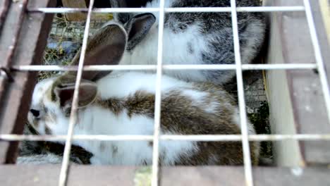 Young-rabbits-kept-in-a-cage