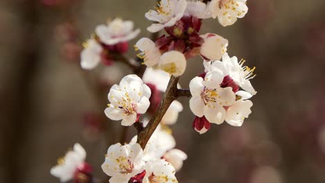 Spring-flowers.-Beautiful-Spring-cherry-tree-blossom,-extreme-close-up.-Easter-fresh-pink-blossoming-cherry-closeup.