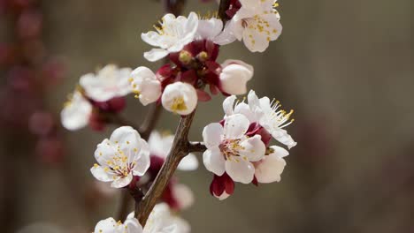 Spring-flowers.-Beautiful-Spring-cherry-tree-blossom,-extreme-close-up.-Easter-fresh-pink-blossoming-cherry-closeup.